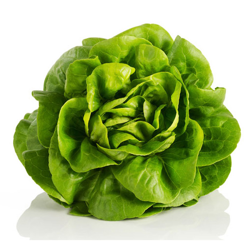 Lechuga Cogollo Duende